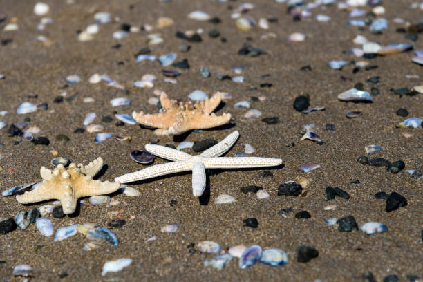 istock I love summer and the sea because I relax 1205627795