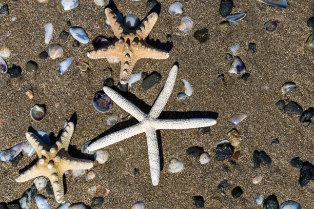 istock I love summer and the sea because I relax 1205627797