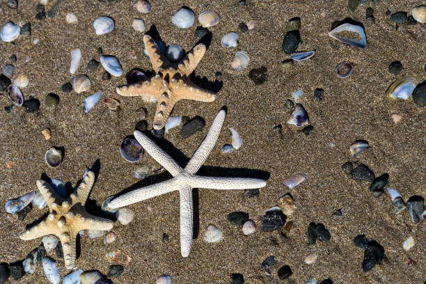 istock I love summer and the sea because I relax 1205627803