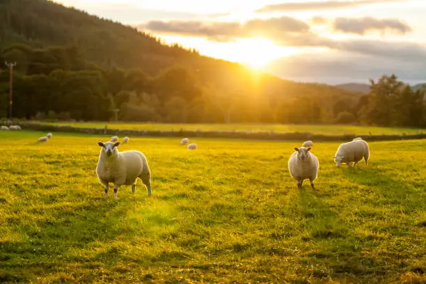 Scotland sheeps in a grass field sunset light Ewes