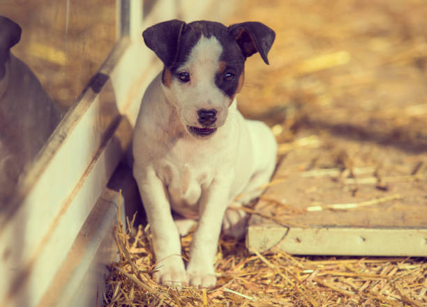 istock Puppy dog playing portrait sunshine 1205627875