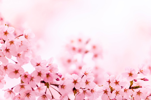 Pink Cherry Blossom in Spring