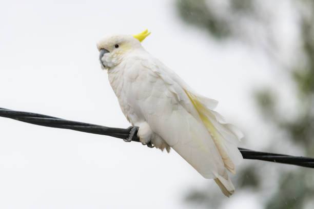 istock Sulphur-crested Cockatoo on a wire in the rain 1205631025