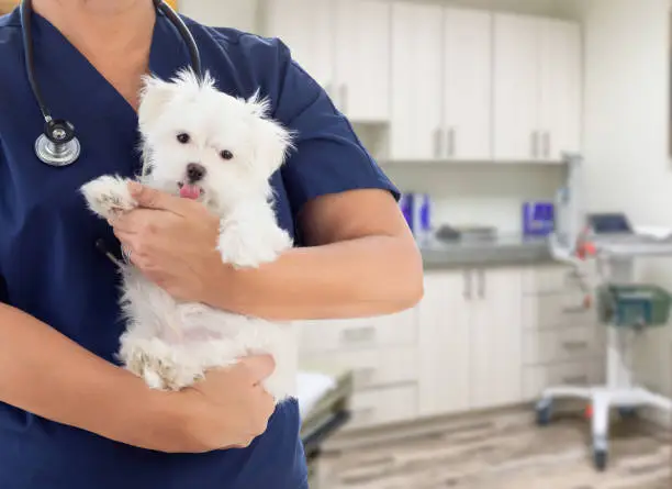 Female Doctor or Nurse Veterinarian with Small Puppy In Office.