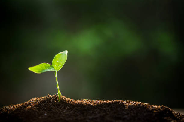 istock The Sapling are growing from the soil with sunlight 1205632937
