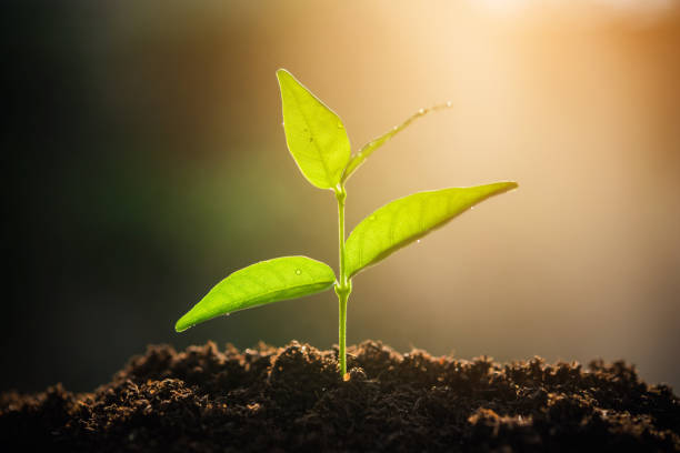 istock The Sapling are growing from the soil with sunlight 1205632940