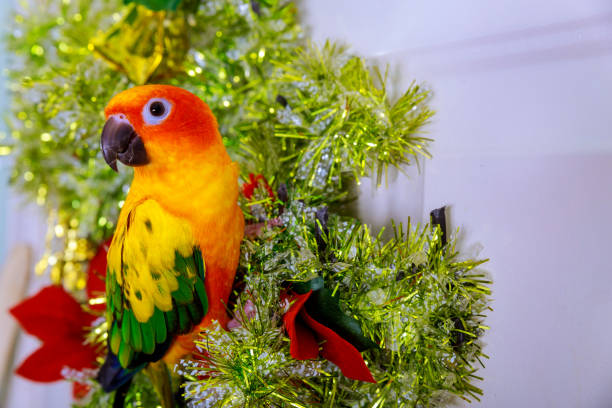 istock Sun conure is sitting on christmas ornament. 1205634087