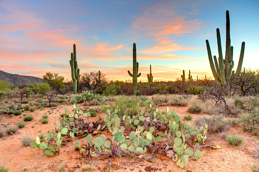 The landscape of the Sonoran Desert in the evening.  This image has an exceptional amount of lush green vegetation and colorful skies as well as several saguaro cacti and palo verde trees.