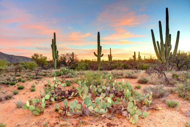 Saguaro Cactus near Tucson Arizona Saguaro National Park is an American national park in Pima County, southeastern Arizona. sonoran desert stock pictures, royalty-free photos & images