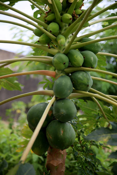 istock papaya orchard in salvador 1205635280