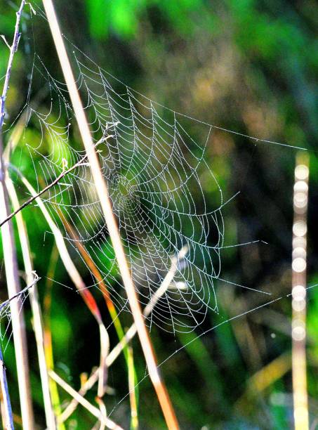 istock Nature and wildlife in the everglades 1205638153