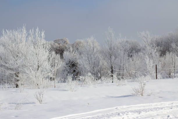 istock Winter Morning Frost 1205638416