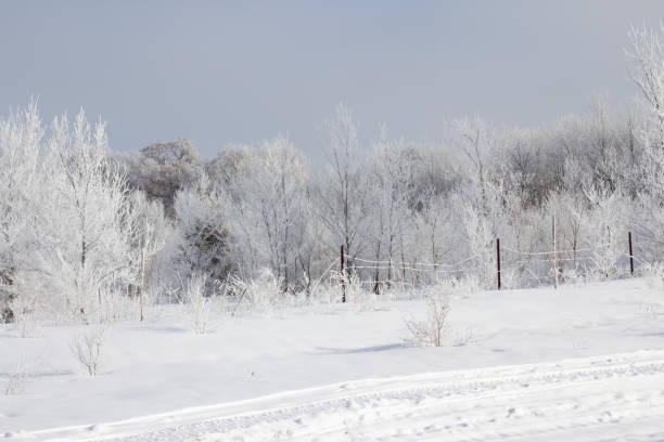 istock Winter Morning Frost 1205638463