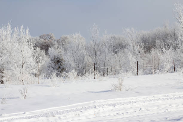 istock Winter Morning Frost 1205638479