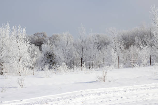 istock Winter Morning Frost 1205638522