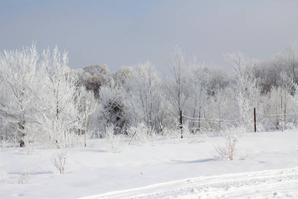 istock Winter Morning Frost 1205638564
