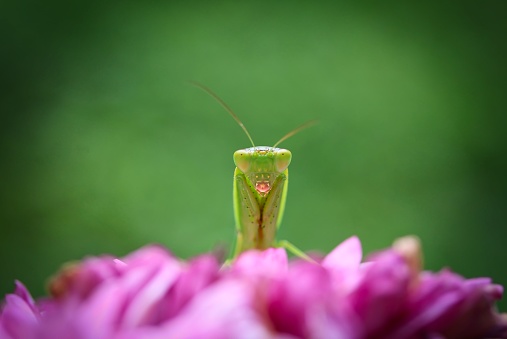 A close up shot of a small green praying mantis sitting on a pretty pink flower.