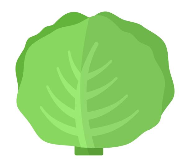 White cabbage head vector icon flat isolated White cabbage head vector flat icon isolated on white white cabbage stock illustrations