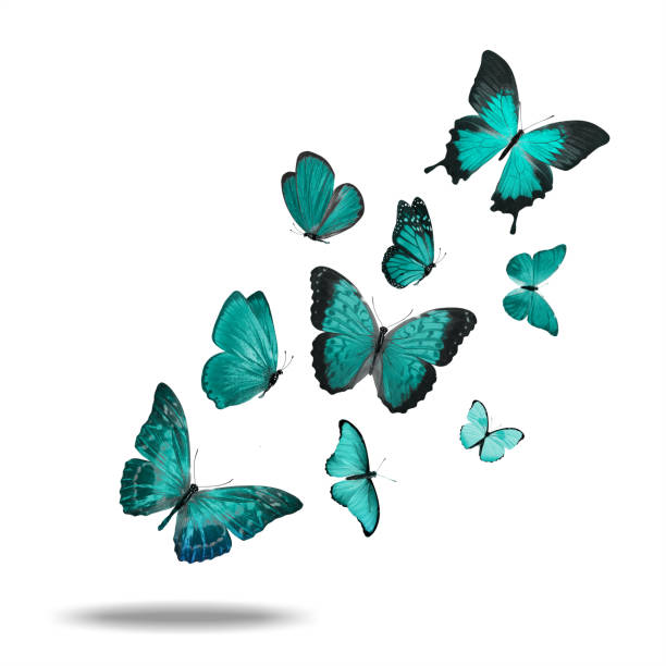istock flying   butterfly. isolated on white background 1205640796