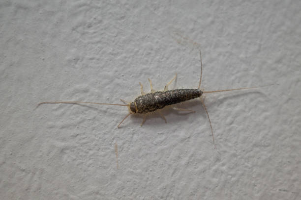 istock on a white wall crawls a brown paper fish insect 1205641050