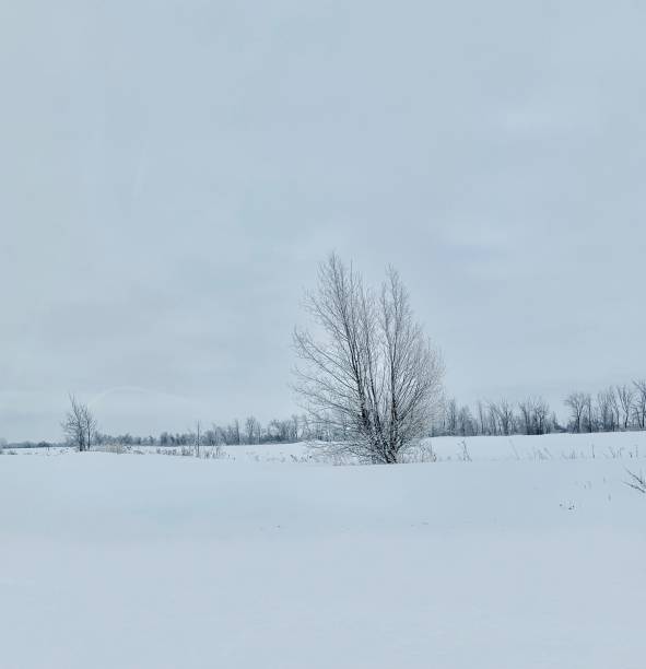 hiver blanc - josianne toubeix photos et images de collection