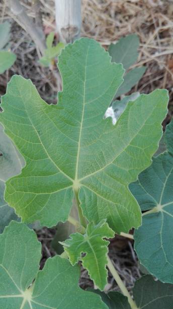istock The fresh green leaves of the fig tree, texture background 1205643286