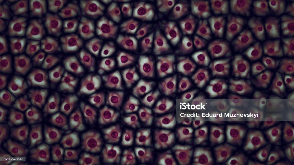 Embryonic dark purple stem cells colony under a microscope 3D illustration Embryonic dark purple stem cells colony under a microscope. Cellular therapy and research of regeneration and disease treatment in 3D illustration. Biology and medicine of human body concept. 4K Animal Stock Photo Embryonic dark purple stem cells colony under a microscope 3D illustration Embryonic dark purple stem cells colony under a microscope. Cellular therapy and research of regeneration and disease treatment in 3D illustration. Biology and medicine of human body concept. 4K Animal Stock Photo