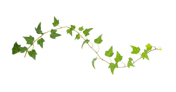 istock ivy leaves isolated on white 1205649547
