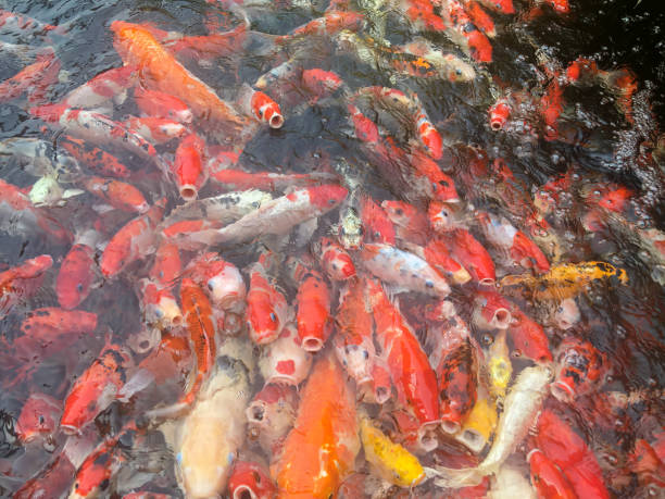 istock Koi fish swimming in the aquarium, Fancy carp fish 1205651096