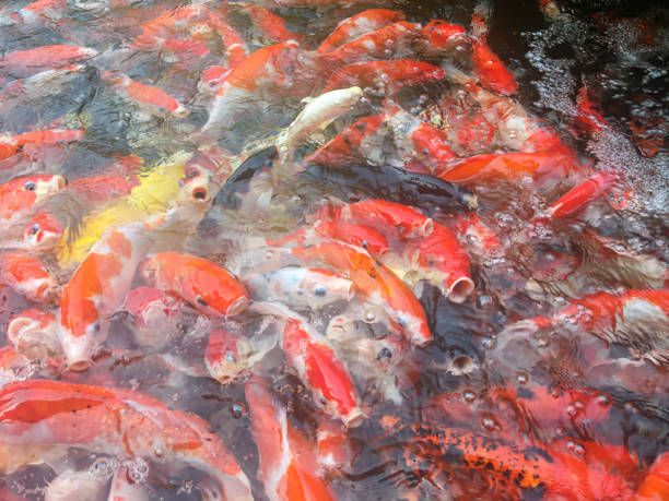 istock Koi fish swimming in the aquarium, Fancy carp fish 1205651655