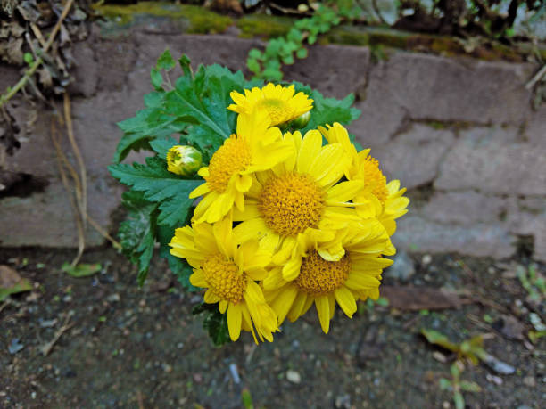 istock Yellow chrysanthemum flowers on home garden. 1205651891