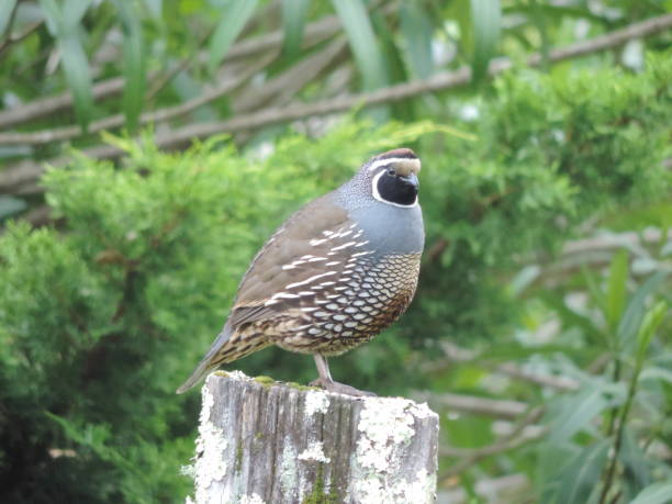 istock Male California Quail 1205653655