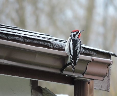 Photograph of a Yellow-bellied sapsucker perched on an eavestrough in early spring