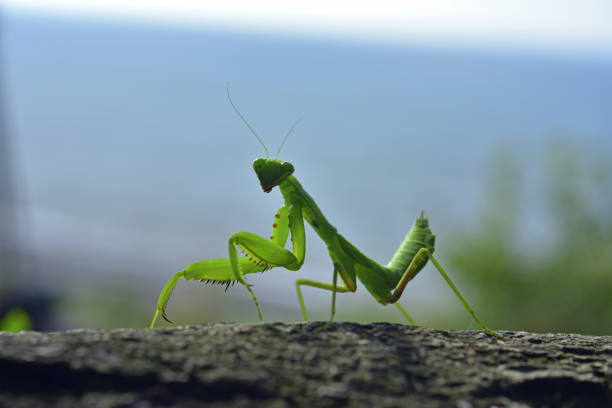 A praying mantis on a cover to protect a tree from insects with copy space.