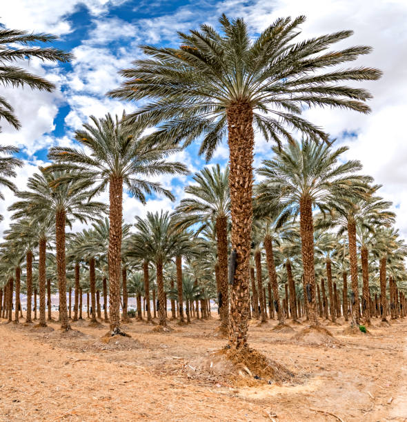 Plantation of date palms, agriculture industry in desert areas of the Middle East
