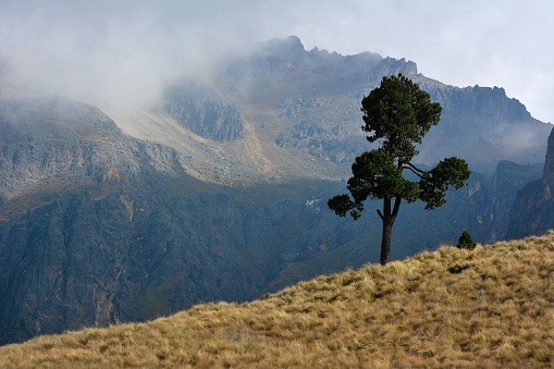 Solitary tree on the way to the top of the mountain