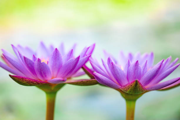 beautiful purple lotus , a water lily flower in pond stock photo