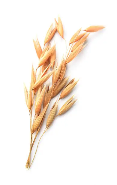 Photo of Oat plant