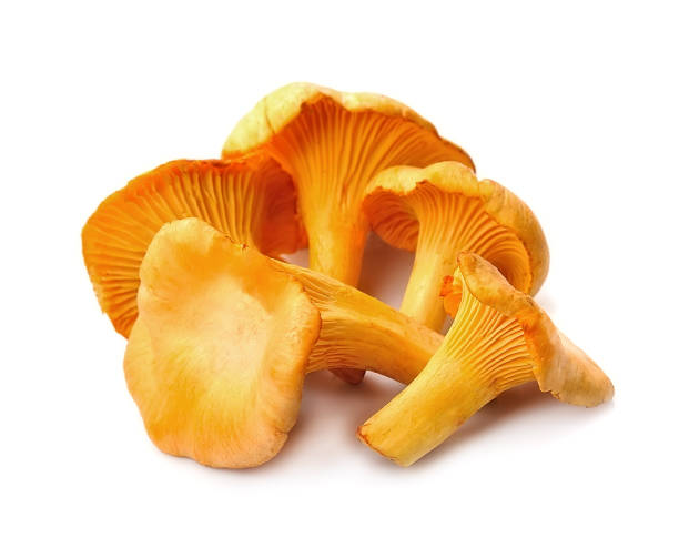 キノコ - edible mushroom food fungus isolated ストックフォトと画像