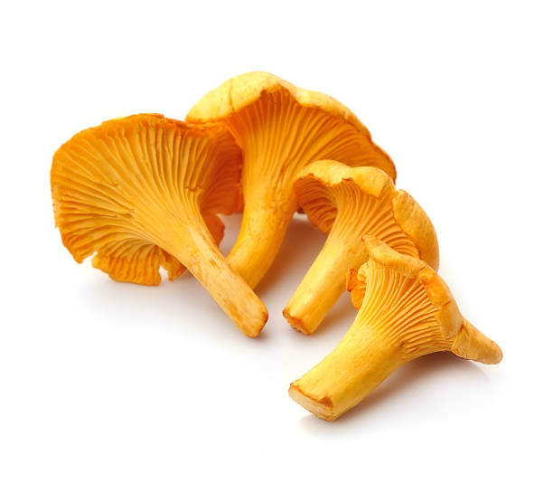 cogumelos chanterelle - chanterelle edible mushroom mushroom freshness - fotografias e filmes do acervo