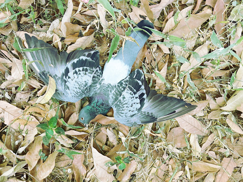 Pigeon or Dove bird spread it wings and died on the ground full of dry leaves, Bird flu outbreak