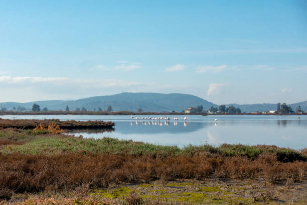 istock Flamingos in Wetland in Bargilya, Milas, Mugla 1205666844