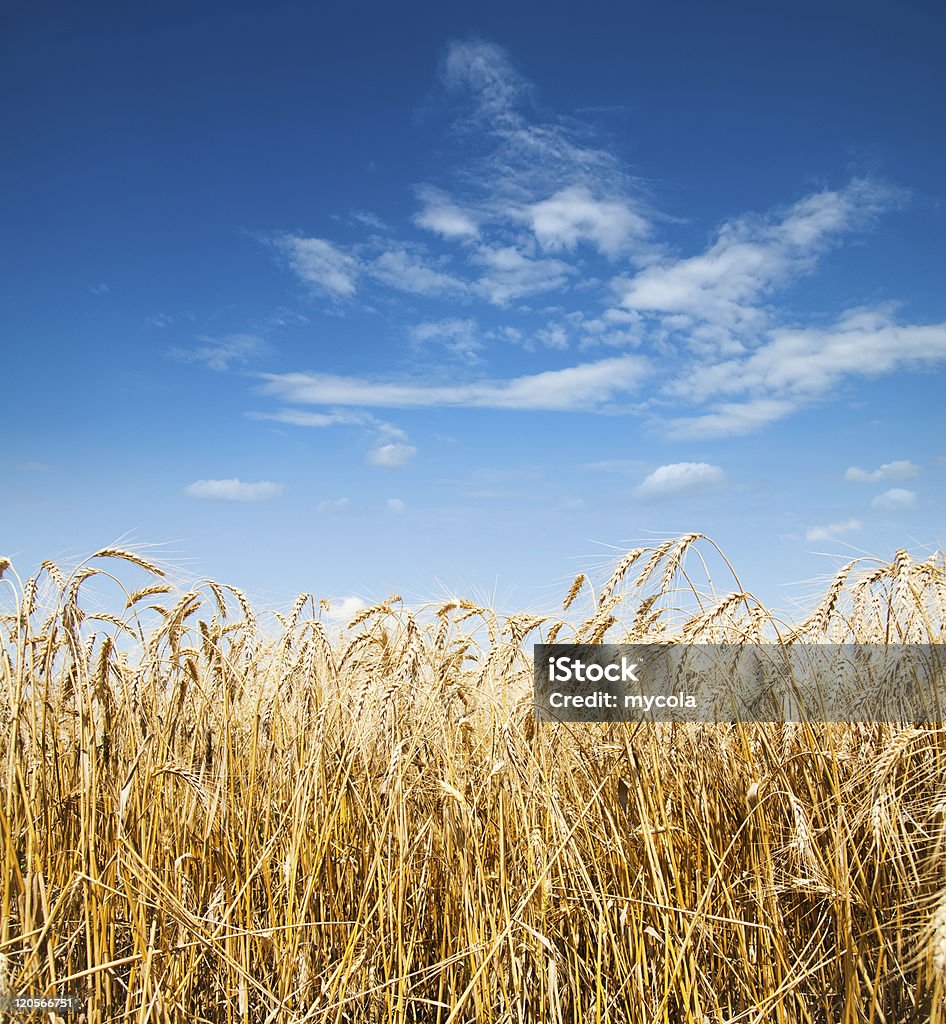 deep blue sky e Orzo - Foto stock royalty-free di Agricoltura