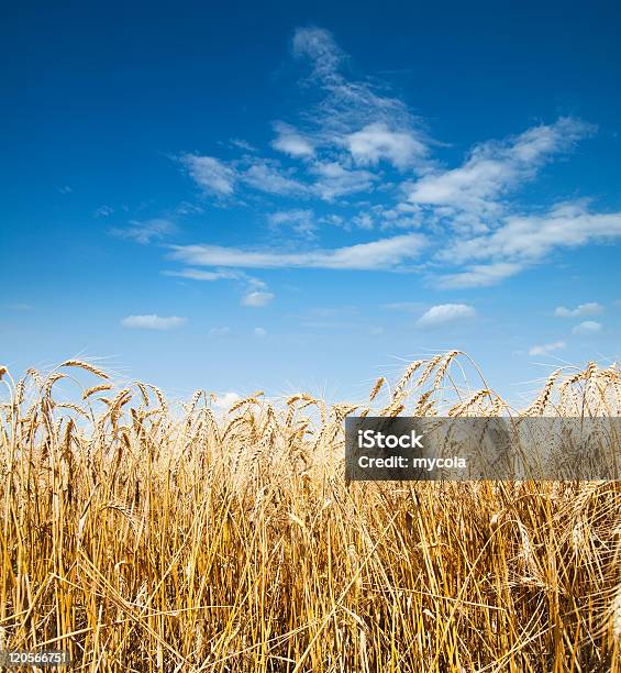 Deep Blue Sky E Orzo - Fotografie stock e altre immagini di Agricoltura - Agricoltura, Ambientazione esterna, Ambiente