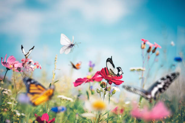 Butterfly Meadow Summer garden full of colorful flowers and butterflies flying around. butterfly insect stock pictures, royalty-free photos & images