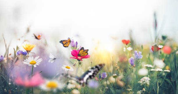 istock Colorful Meadow With Butterflies 1205668037