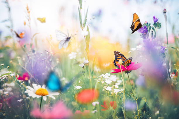pré avec des papillons - field daisy vibrant color bright photos et images de collection