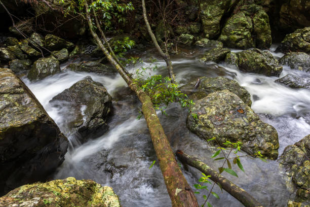 istock Fast Flowing Stream And Fallen Tree In Australian Rainforest 1205669341
