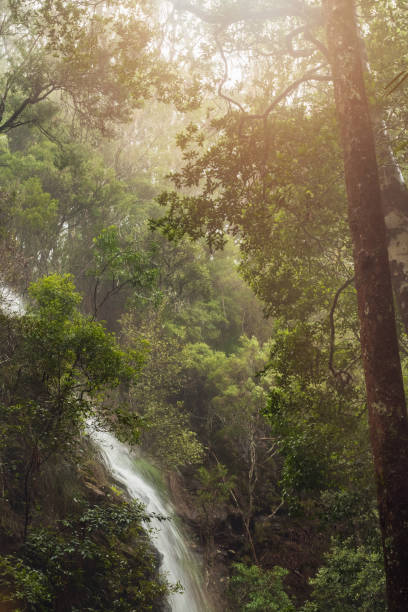 istock Beautiful Waterfall In Lush Australian Rainforest 1205669343
