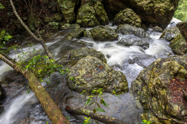 istock Fast Flowing Stream And Fallen Tree In Australian Rainforest 1205669369